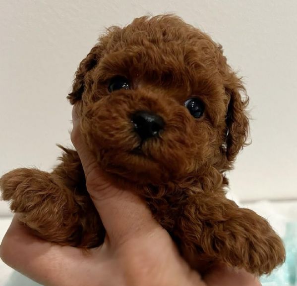 cuccioli di razza maltese toy | Foto 1