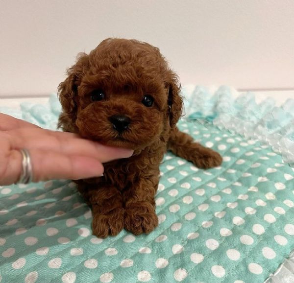 cuccioli di razza maltese toy | Foto 0