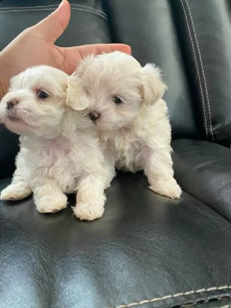 cuccioli di razza maltese toy