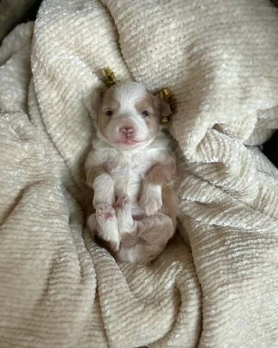 disponibili cuccioli maschi e femmine | Foto 6