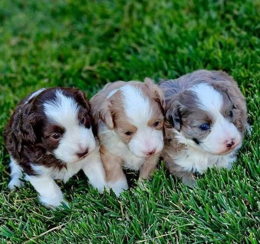 disponibili cuccioli maschi e femmine | Foto 5