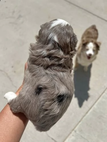 disponibili cuccioli maschi e femmine | Foto 4