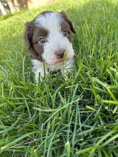 disponibili cuccioli maschi e femmine | Foto 3