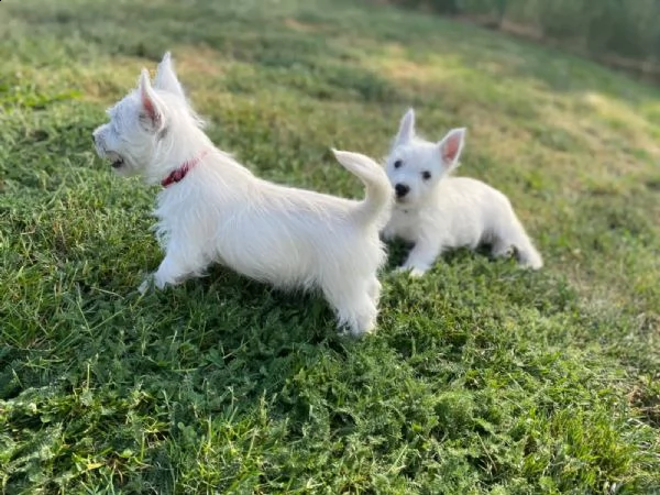 cuccioli maschi e femmina west higland white terrier | Foto 1