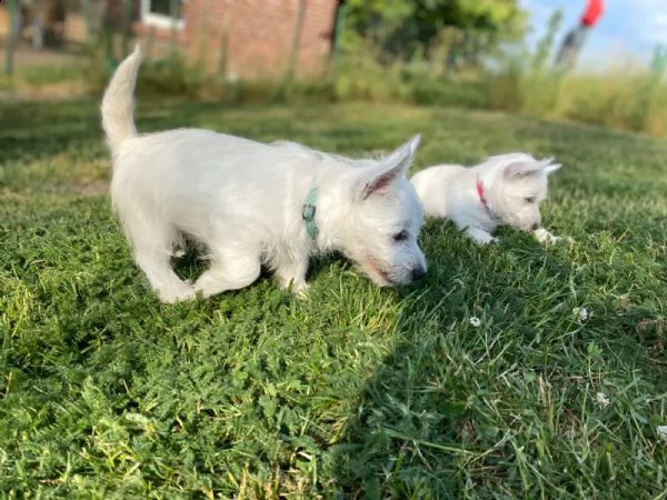 cuccioli maschi e femmina west higland white terrier | Foto 0
