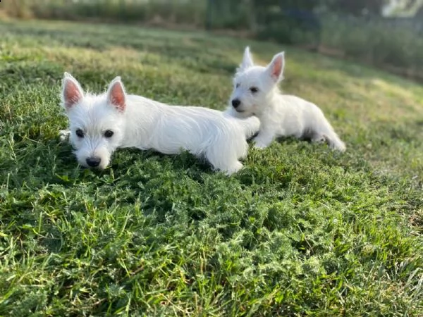 cuccioli maschi e femmina west higland white terrier