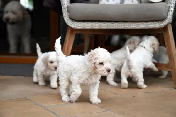 lagotto romagnolo cucciolo | Foto 0