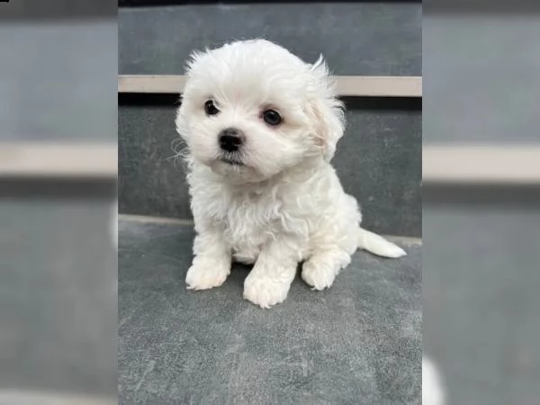 dolcissimi cuccioli maltesi di razza pura | Foto 1