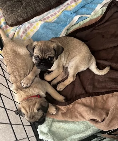 disponibili stupendi cuccioli carlino | Foto 2