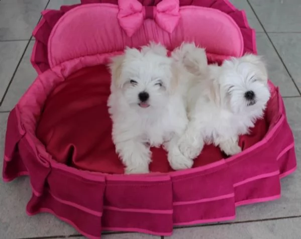 bellissimi cuccioli di teacup maltese | Foto 2