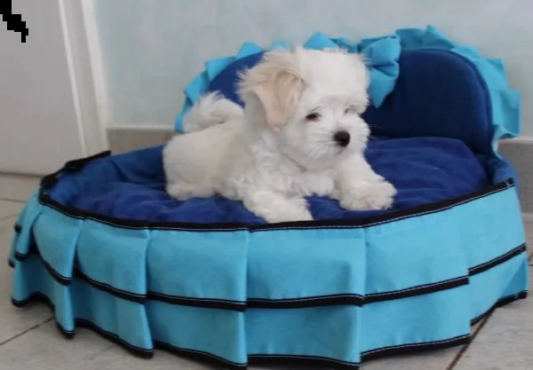 bellissimi cuccioli di teacup maltese | Foto 0