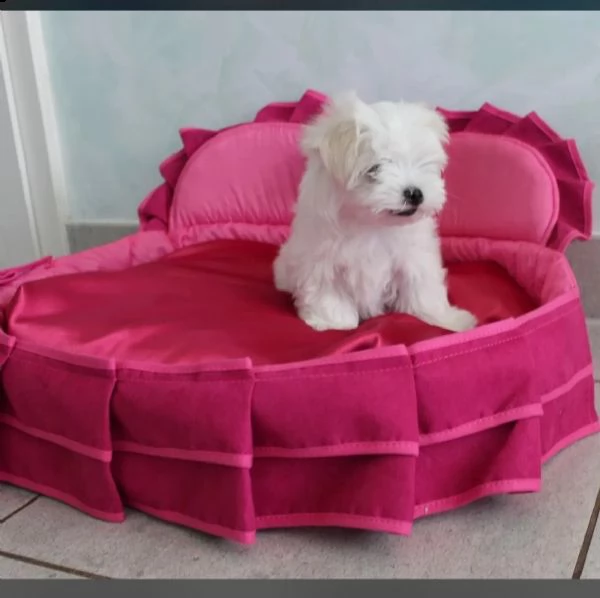 bellissimi cuccioli di teacup maltese