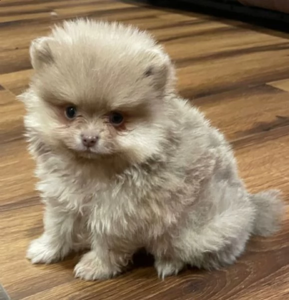regalo volpino pomerania cuccioli 