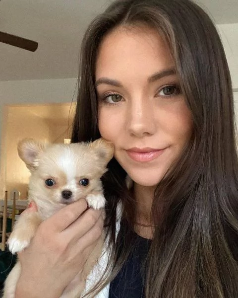 due cuccioli di chihuahua teacup hanno bisogno urgentemente di una nuova famiglia splendidi cuccioli