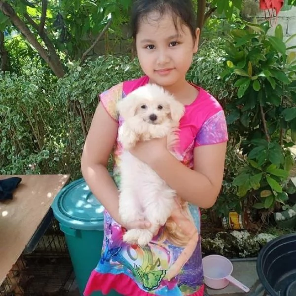cuccioli maltesi ben socializzati per la tua bella famiglia ho due bellissimi cuccioli di maltese te