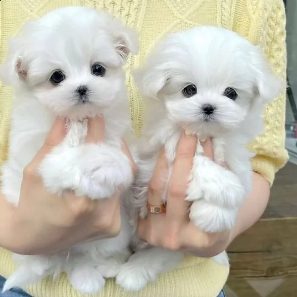 adorabili cuccioli maltesi femmina t-cup per l'adozione abbiamo cuccioli maltesi maschi e femmine t-