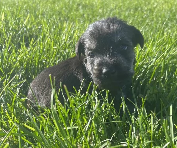 cuccioli di border collie