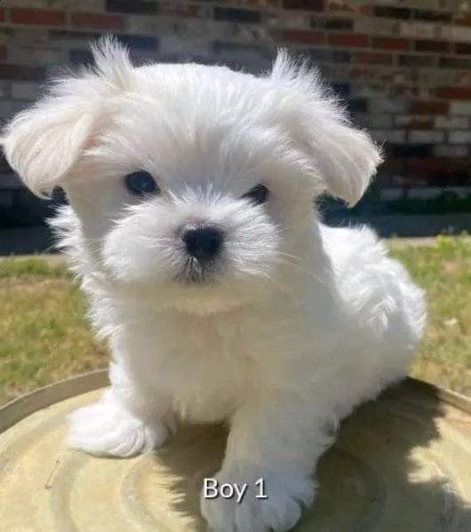 maltese toy cuccioli!!!