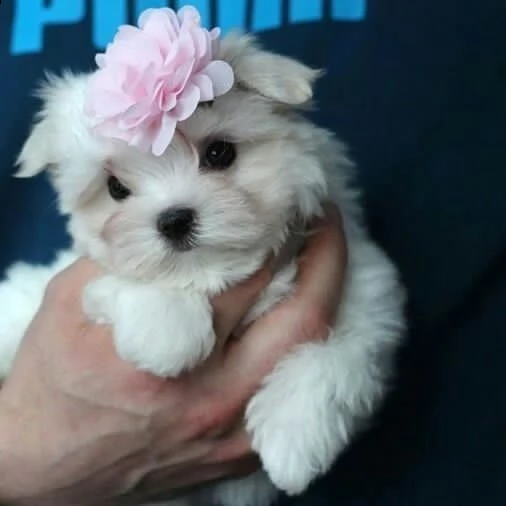  cuccioli di maltese maschio e femmina pronti per la piena adozioneciao, la nostra cagna maltese ha  | Foto 1
