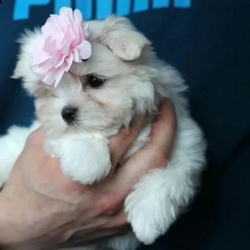  cuccioli di maltese maschio e femmina pronti per la piena adozioneciao, la nostra cagna maltese ha  | Foto 0