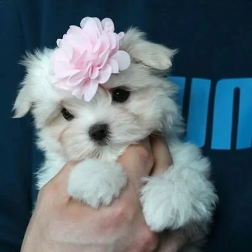  cuccioli di maltese maschio e femmina pronti per la piena adozioneciao, la nostra cagna maltese ha 