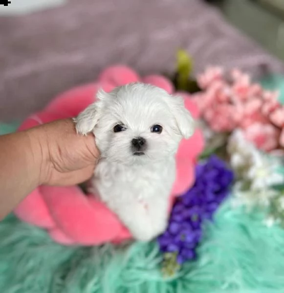 due amichevoli cuccioli maltesi   abbiamo una cucciolata di cuccioli maltesi belli, adorabili e inte | Foto 1