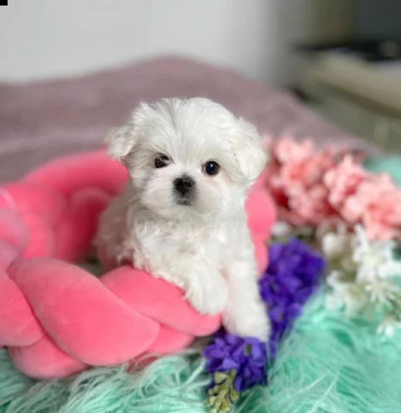 due amichevoli cuccioli maltesi   abbiamo una cucciolata di cuccioli maltesi belli, adorabili e inte | Foto 0