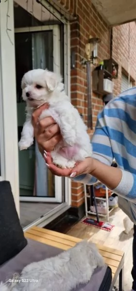 6 dolcissimi cuccioli maltesi?