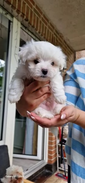 6 dolcissimi cuccioli maltesi? | Foto 2