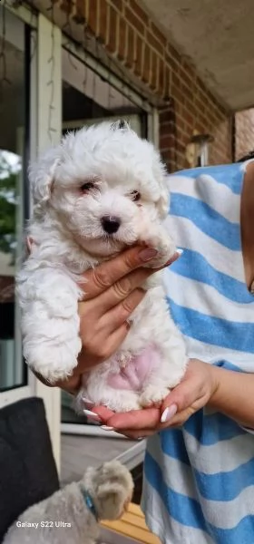 6 dolcissimi cuccioli maltesi? | Foto 1