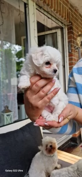 6 dolcissimi cuccioli maltesi? | Foto 0