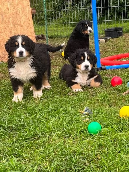  meravigliosi cuccioli di bovaro del bernese | Foto 2