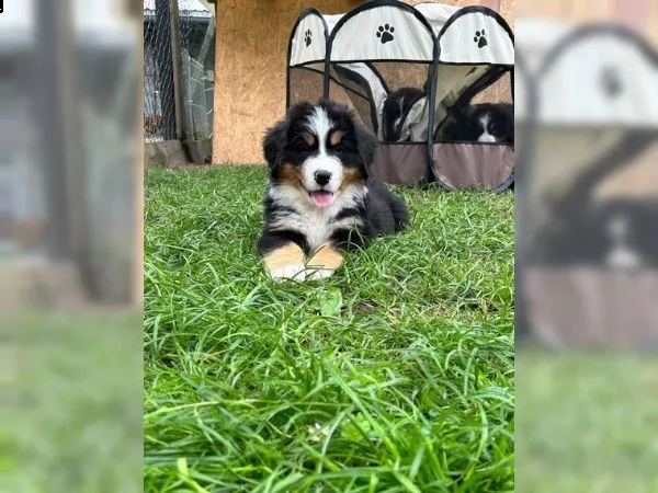  meravigliosi cuccioli di bovaro del bernese | Foto 1