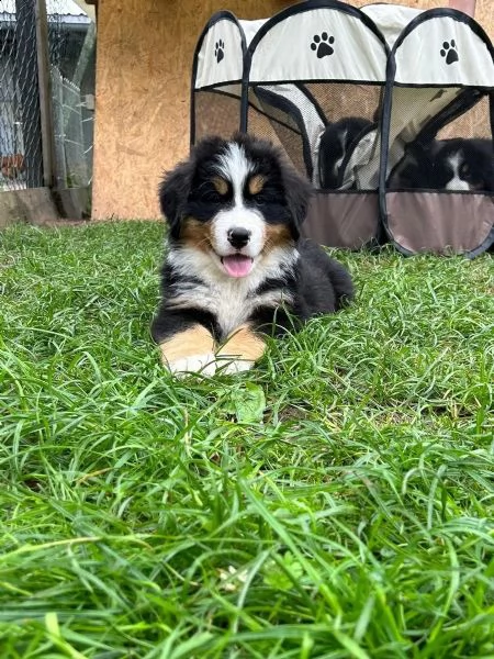  meravigliosi cuccioli di bovaro del bernese | Foto 0