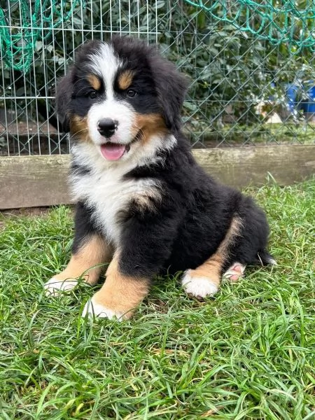  meravigliosi cuccioli di bovaro del bernese