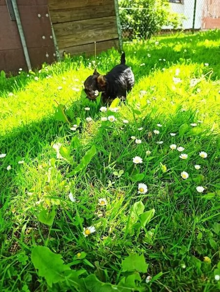 disponibile eccellente cucciolata di yorkshire toy | Foto 3
