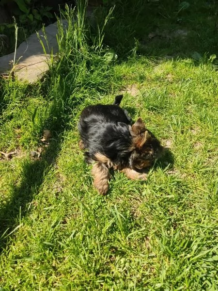 disponibile eccellente cucciolata di yorkshire toy | Foto 2