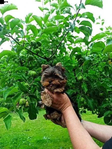disponibile eccellente cucciolata di yorkshire toy | Foto 0