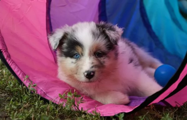 disponibili cuccioli di pastore australiano pedigree  | Foto 2