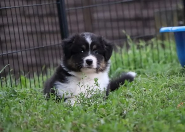 disponibili cuccioli di pastore australiano pedigree  | Foto 1