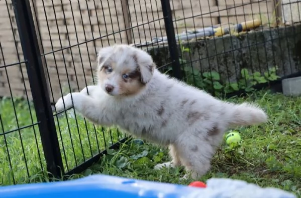 disponibili cuccioli di pastore australiano pedigree 