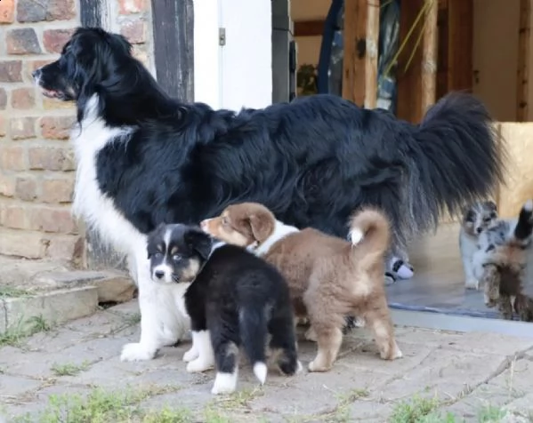 disponibili cuccioli di pastore australiano pedigree  | Foto 0