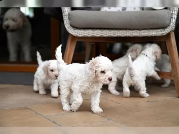 cuccioli di lagotto romagnolo