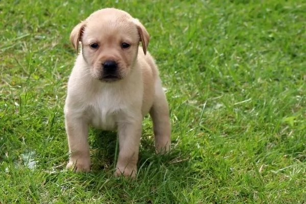 3 cuccioli di labrador cioccolato con pedigree | Foto 3