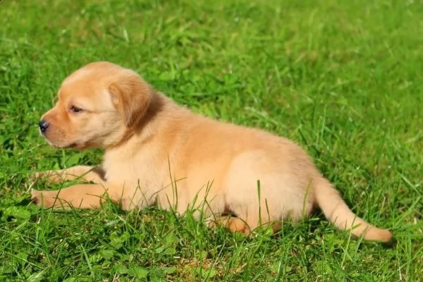 3 cuccioli di labrador cioccolato con pedigree | Foto 2
