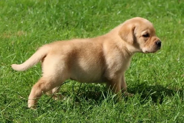 3 cuccioli di labrador cioccolato con pedigree | Foto 1