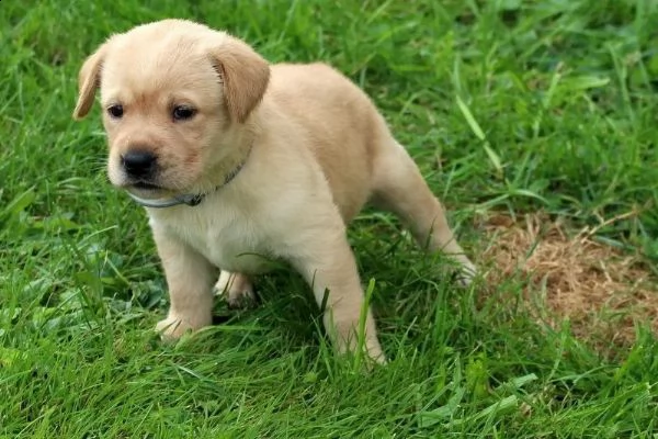 3 cuccioli di labrador cioccolato con pedigree | Foto 0