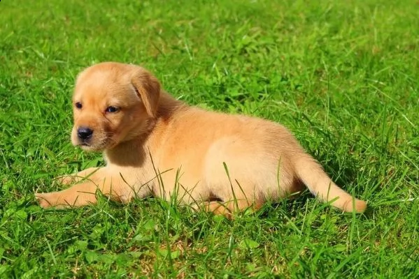 3 cuccioli di labrador cioccolato con pedigree