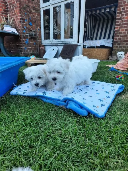 bellissimi cuccioli di maltese toy disponibili
