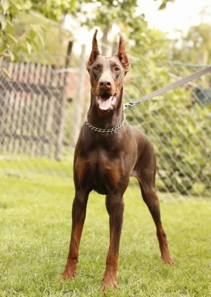 doberman cuccioli in vendita | Foto 6